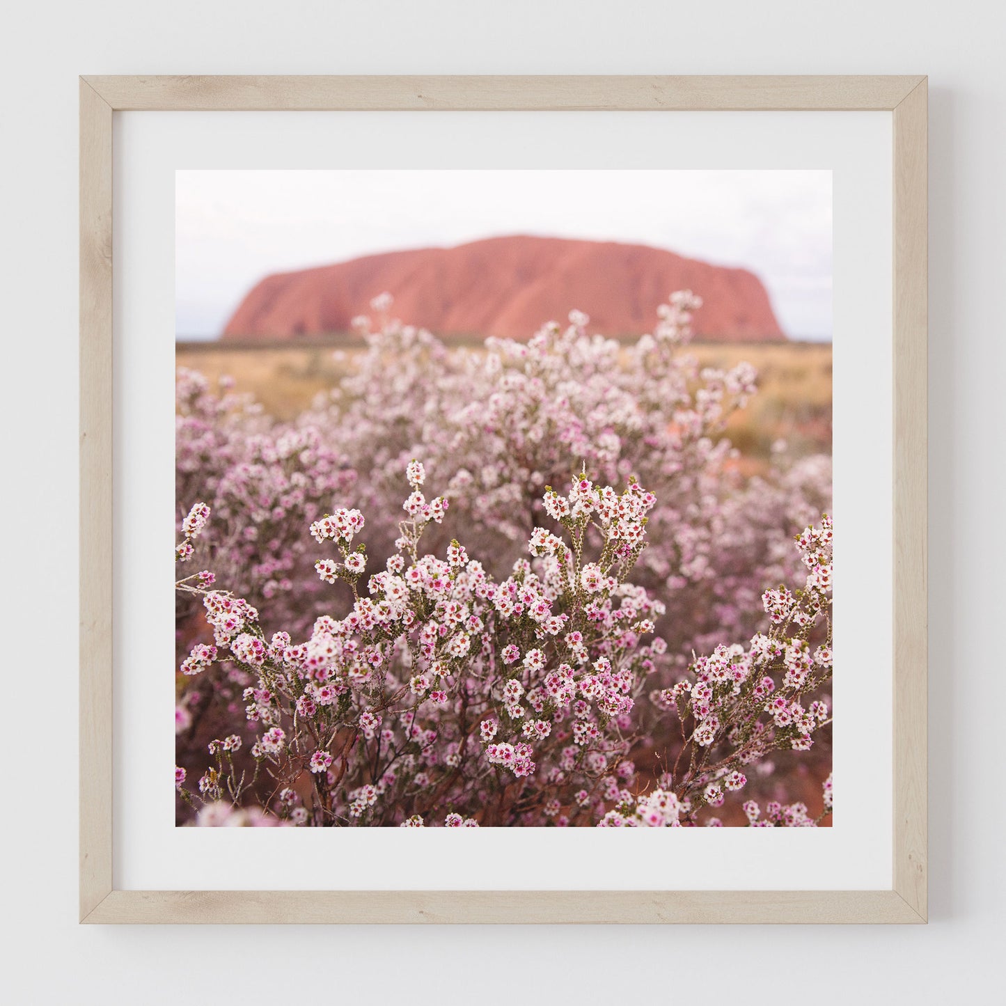 Print - Uluru Pink Flowers