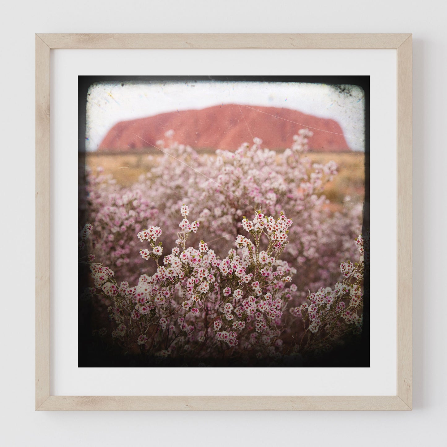 Print - Uluru Pink Flowers