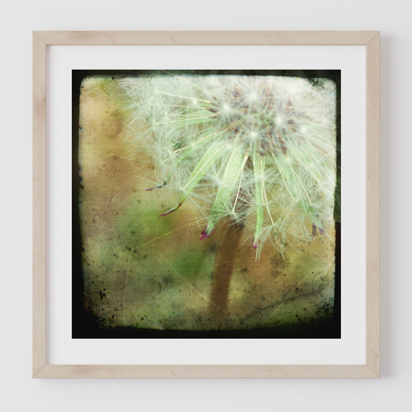 Dandelion
