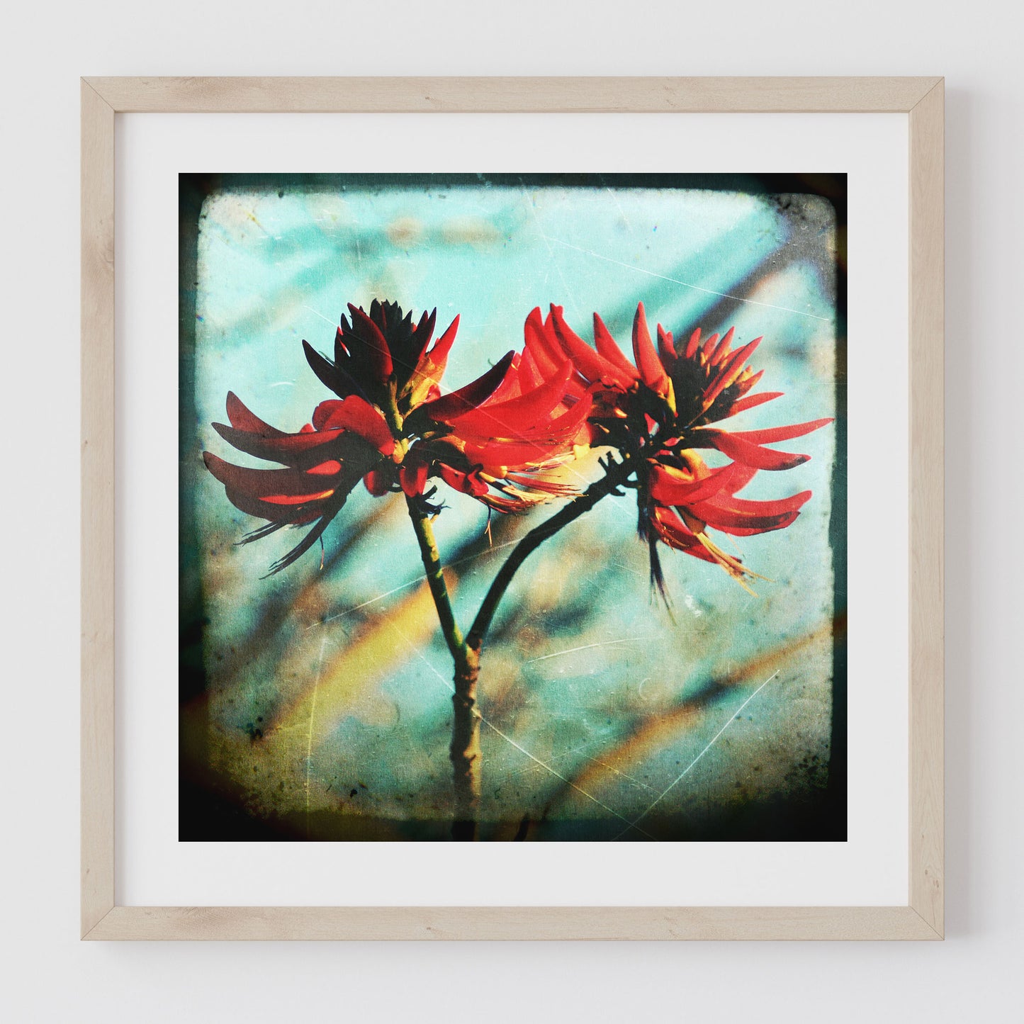 Coral Tree #1