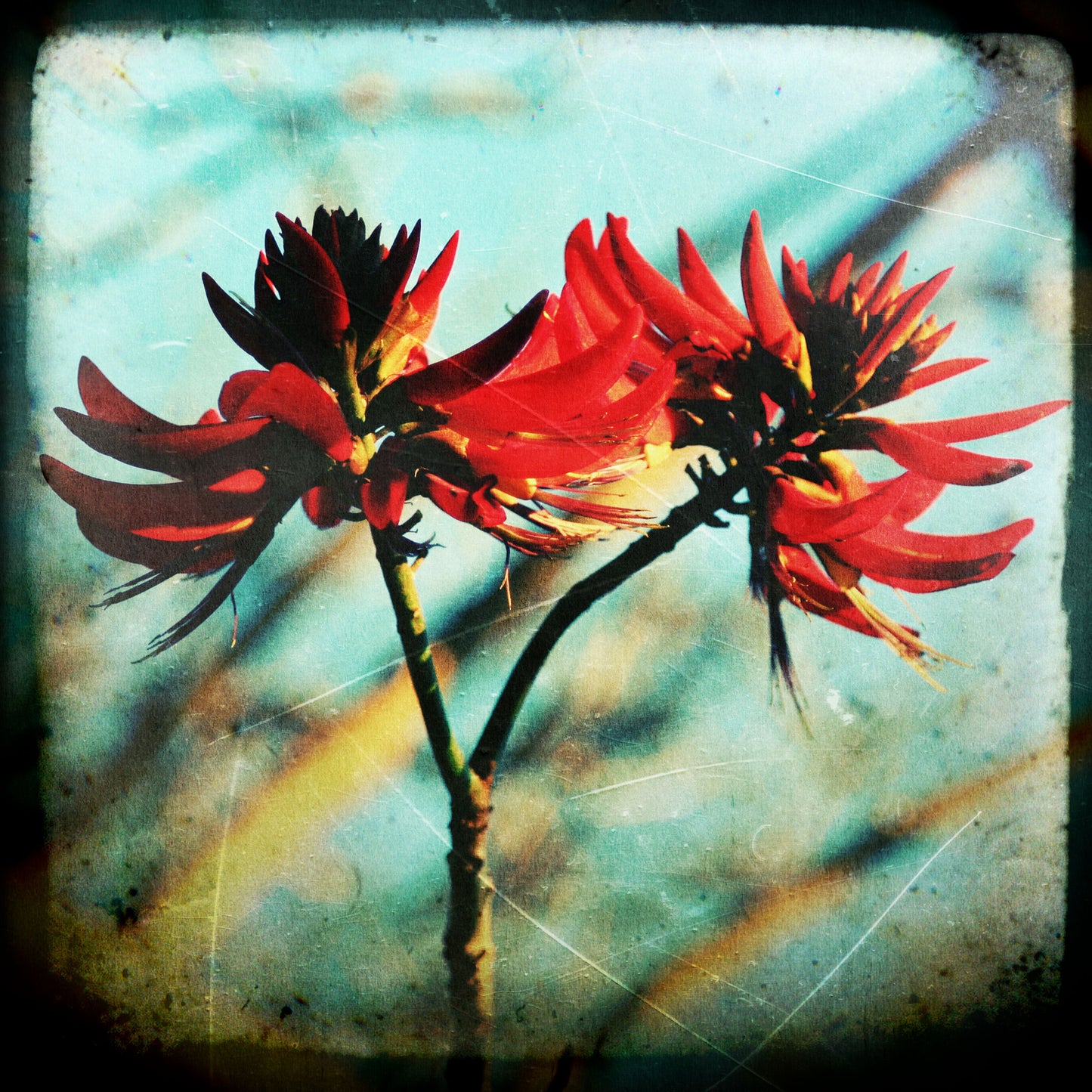 Coral Tree #1