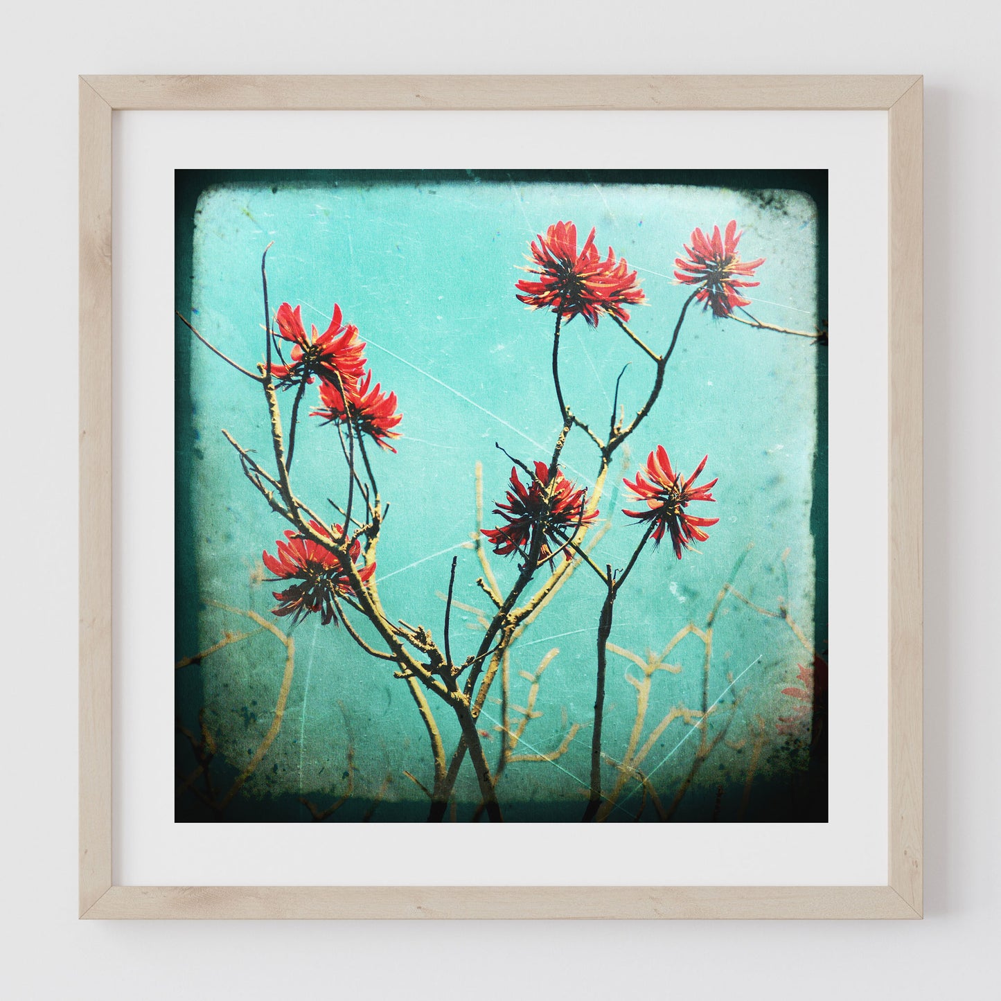 Coral Tree #2