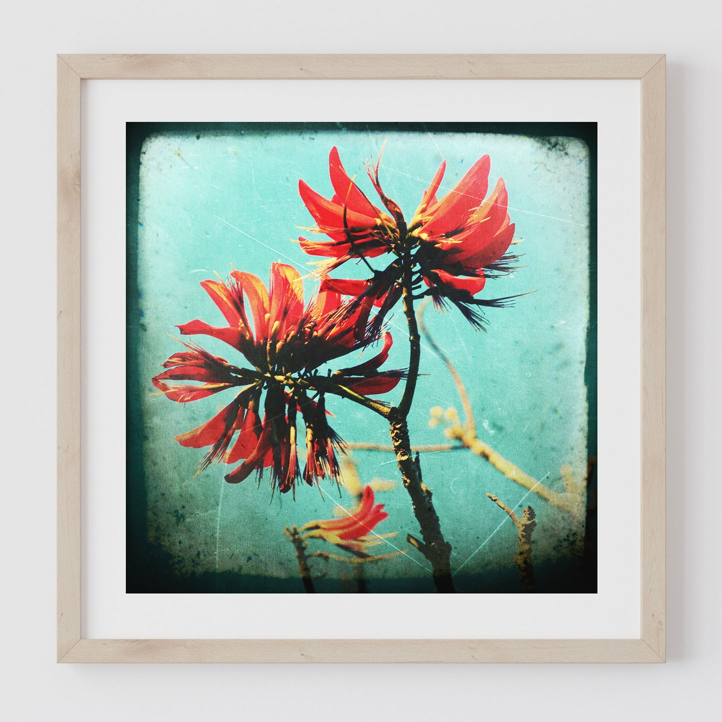 Coral Tree #3