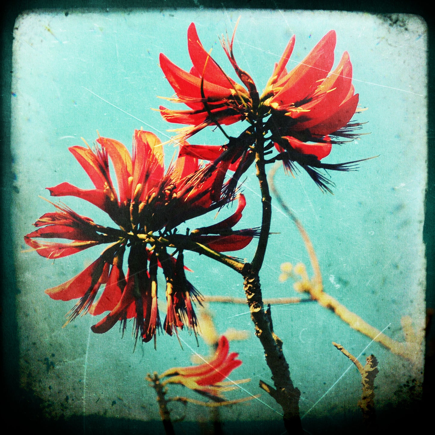 Coral Tree #3