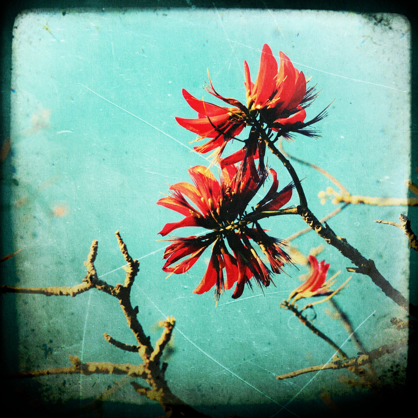Coral Tree #4
