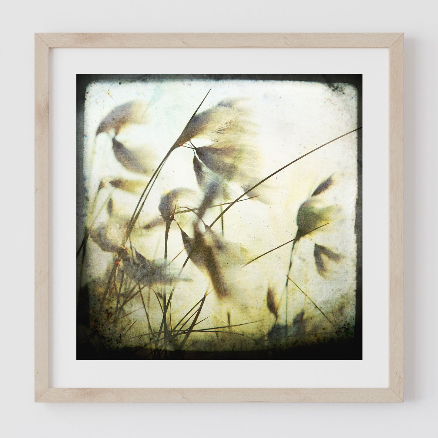 Cotton Grass