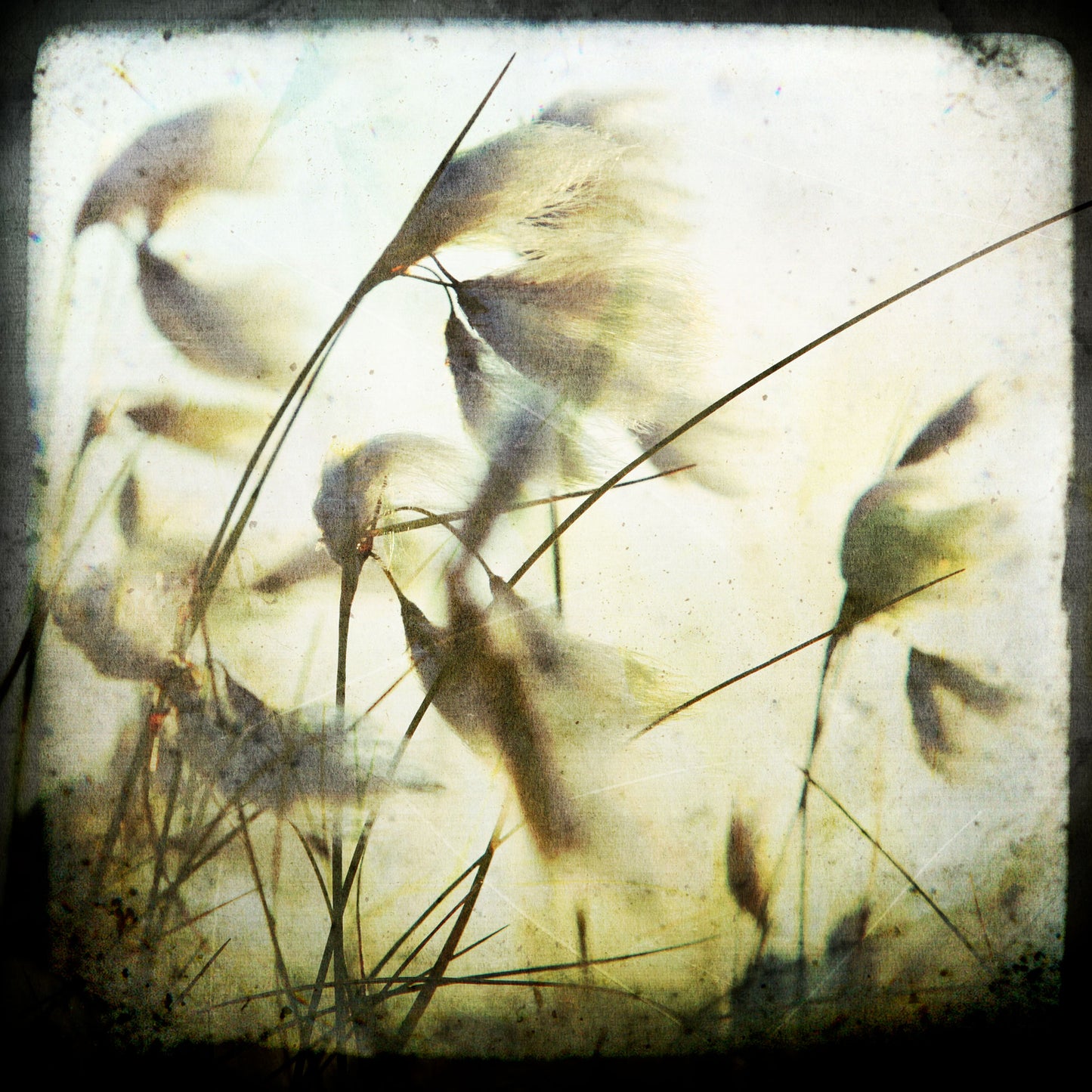 Cotton Grass