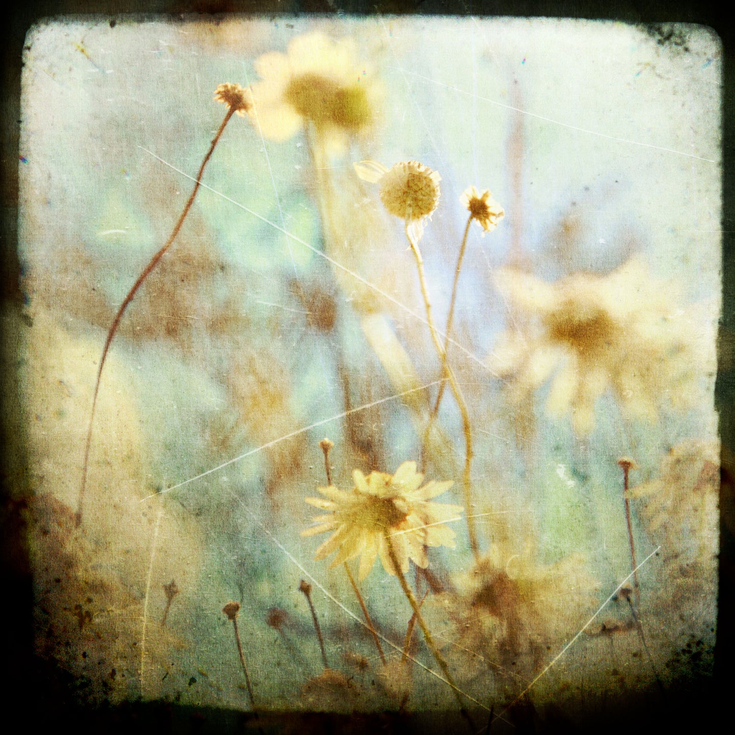 Daisy #2
