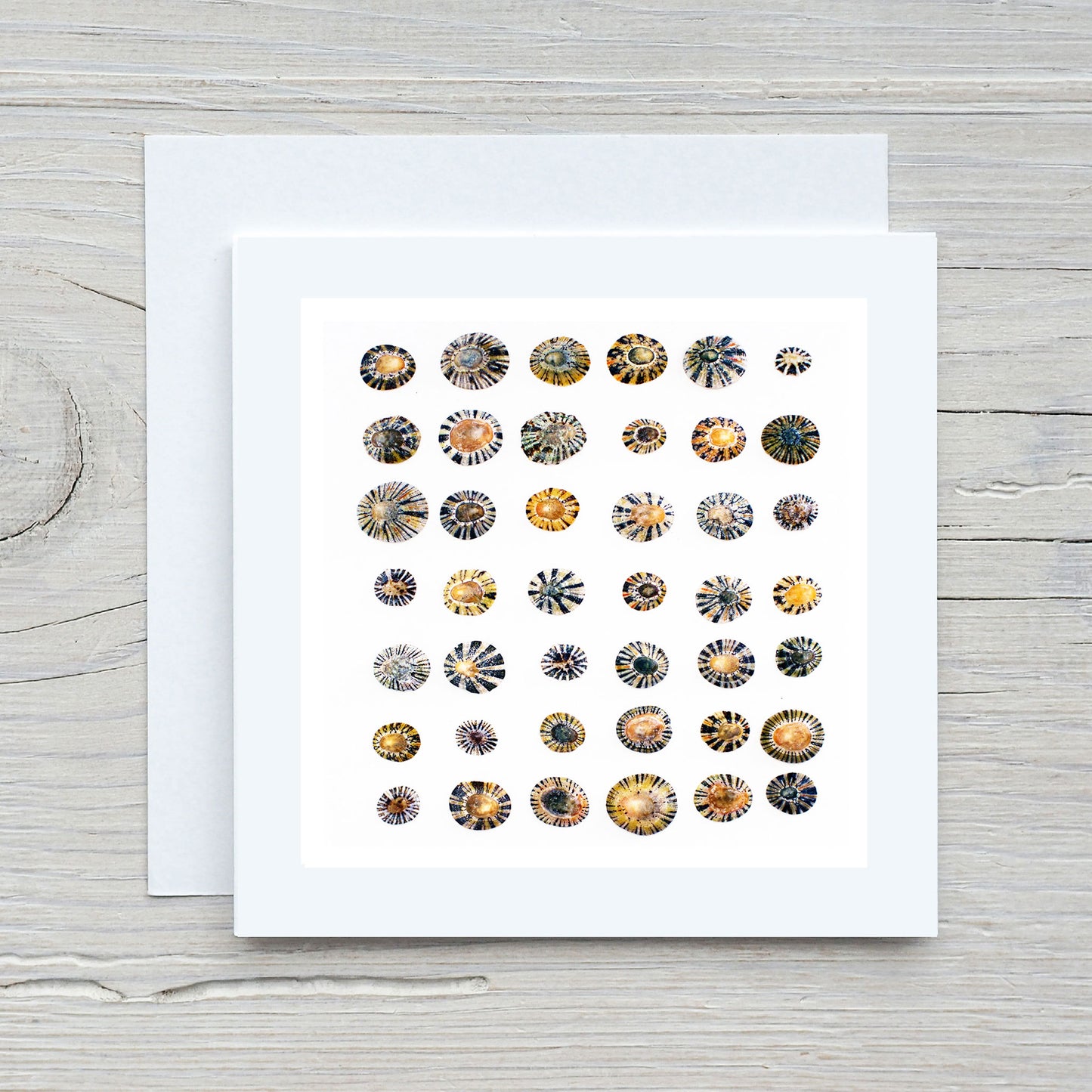 Greeting Card - Shell Collection