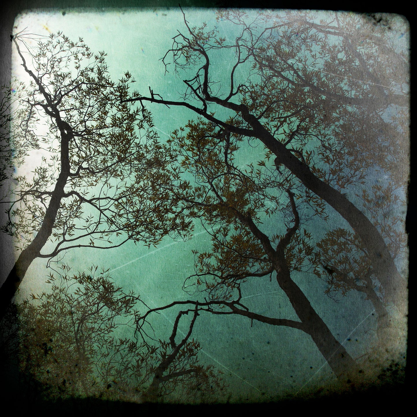 Trees #1