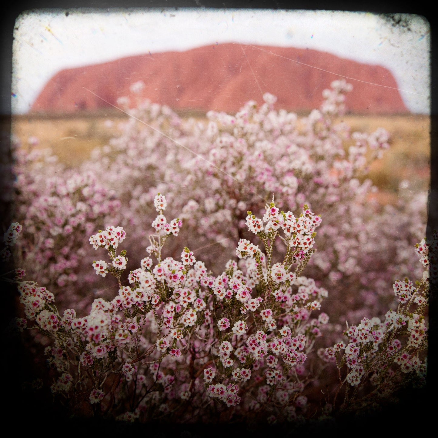Print - Uluru Pink Flowers
