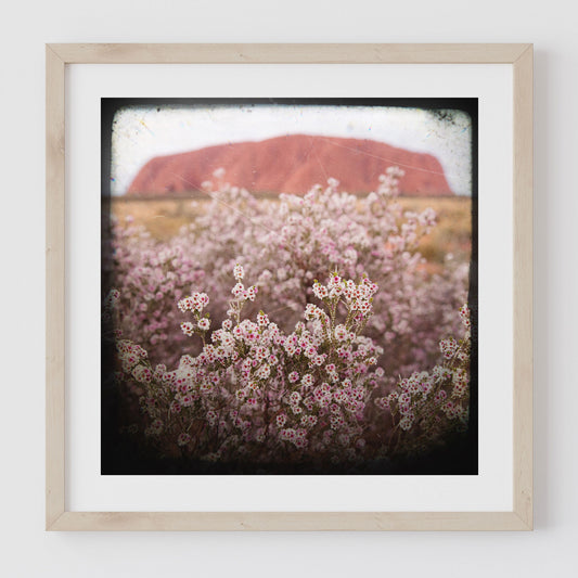 Print - Uluru Pink Flowers