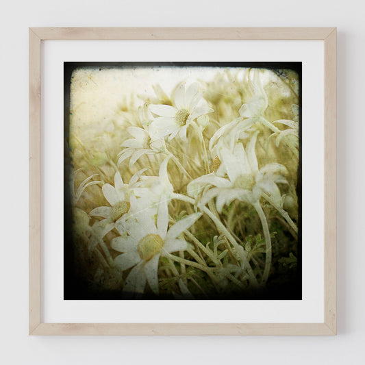 Flannel Flower