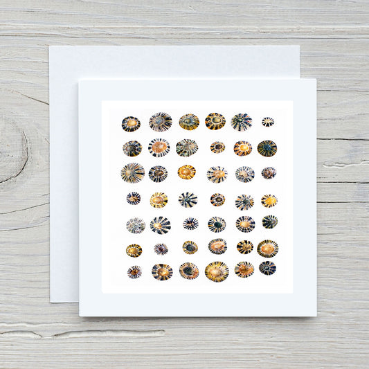 Greeting Card - Shell Collection