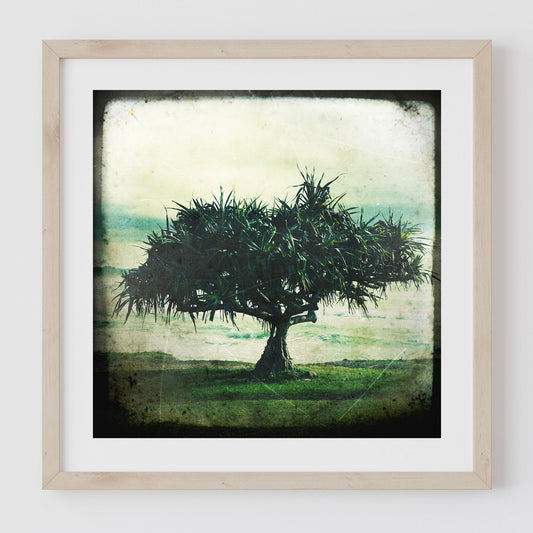 Pandanus tree at Crescent Head with a textured, vintage frame.